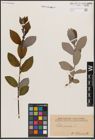 Foto von Salix cinerea L.